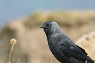 Jackdaw