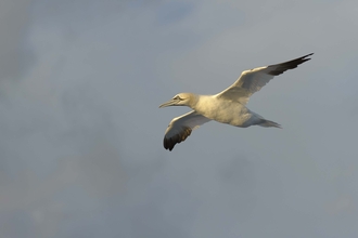 Gannet