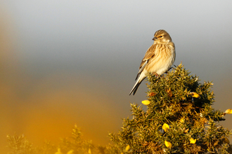 Linnet