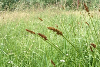 True Fox-sedge