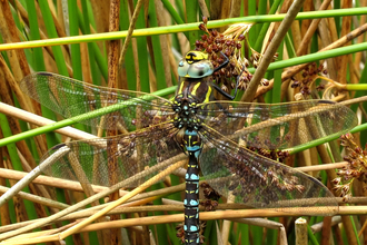 Common Hawker