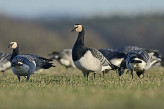 Barnacle Goose