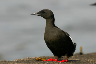 Black Guillemot