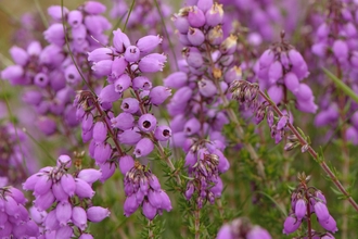 Bell Heather