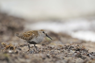 Dunlin