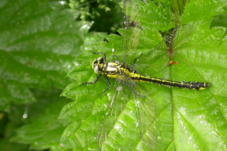 Common Clubtail