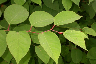 Japanese Knotweed