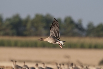 Pink-footed Goose