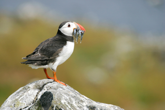 Puffin