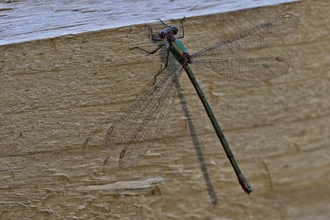 Willow Emerald Damselfly