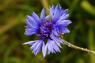 Cornflower