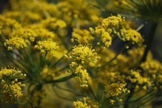 Fennel