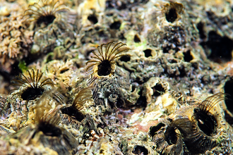 Acorn Barnacles