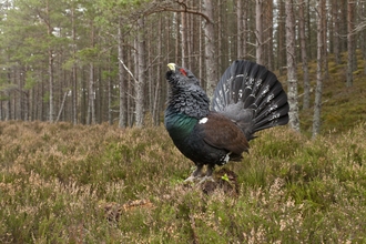 Capercaillie