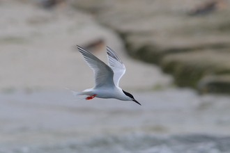 Roseate tern