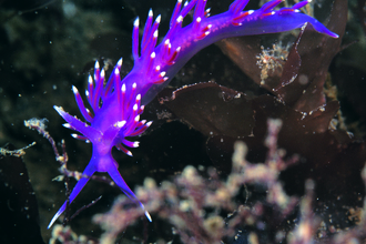 Sea slug Flabellina pedata