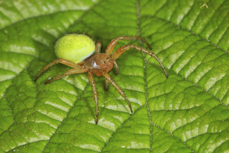 A cucumber spider sitting on a leaf. It's a yellowish-brown spider, with a bright apple green abdomen