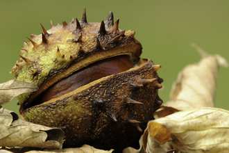 Conker (horse chestnut)