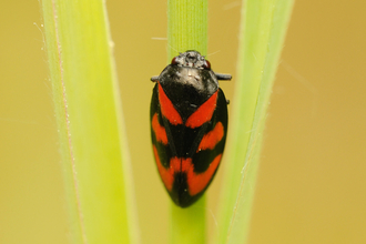 A red-and-black froghopper clinging to a grass stem. It's an oval-shaped bug thats mostly black with red patches on its back