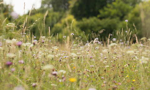 Chalk grassland meadow