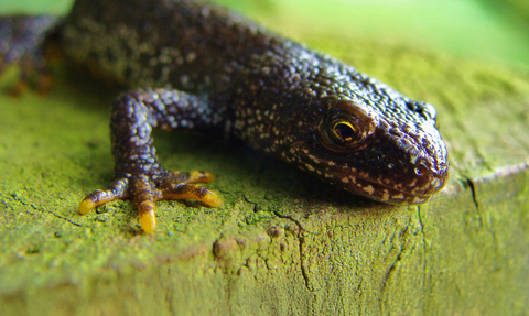 Great Crested Newt