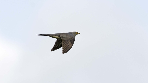 Cuckoo in flight