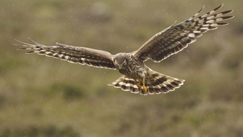 Female hen harrier