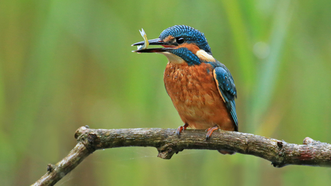 Kingfisher