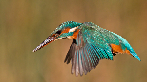 Kingfisher in flight