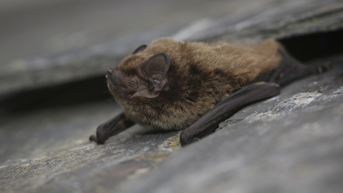 Leisler's bat