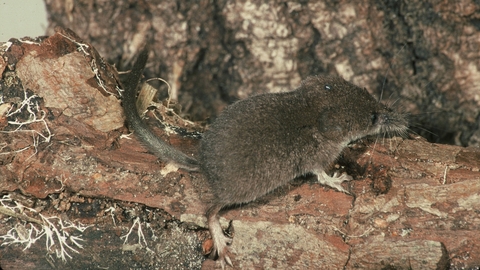 Pygmy shrew