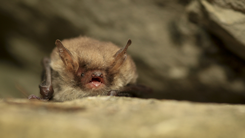 Natterer's bat