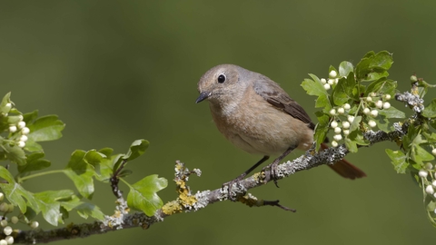 Redstart