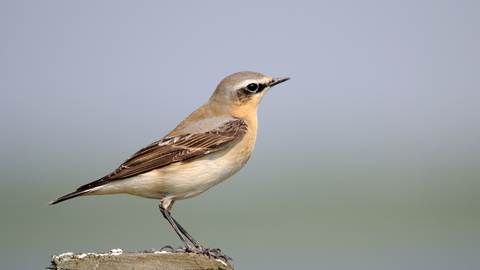 Wheatear