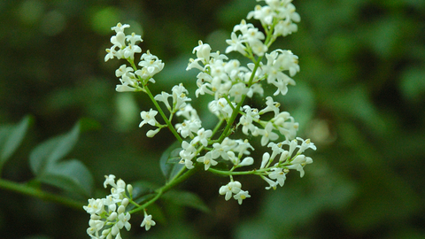 Wild Privet