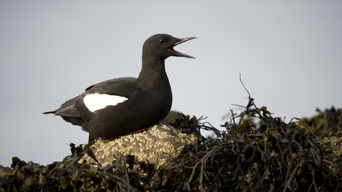 Black Guillemot