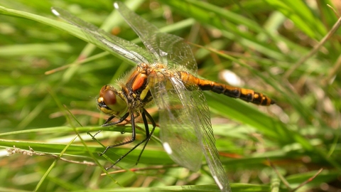 Black Darter