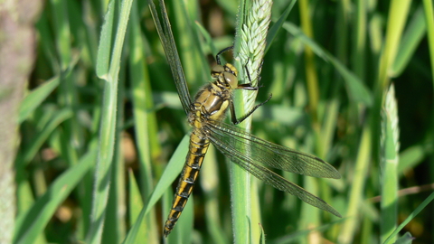 Black-tailed Skimmer female