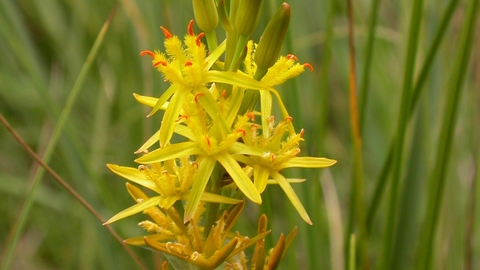 Bog Asphodel