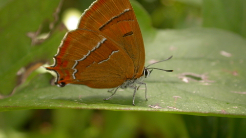 Brown hairstreak butterfly