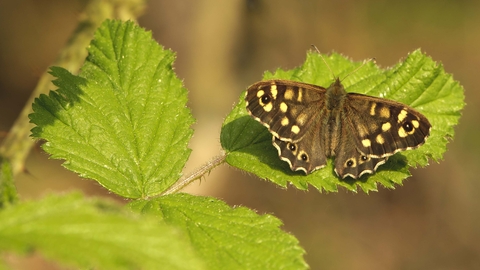 Speckled Wood