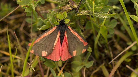 Cinnabar moth