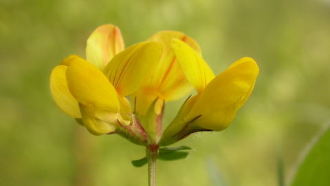 Common Bird's-foot-trefoil