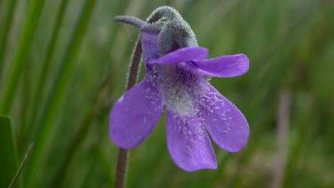 Common Butterwort