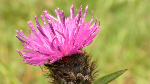 Common Knapweed