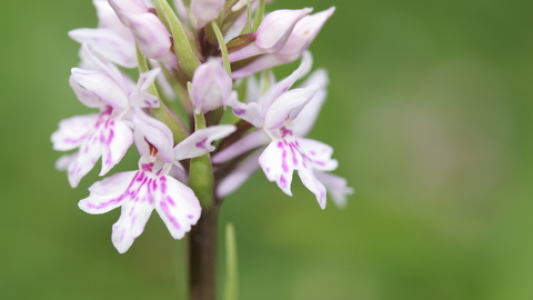 Common Spotted-orchid