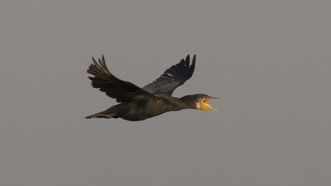 Cormorant