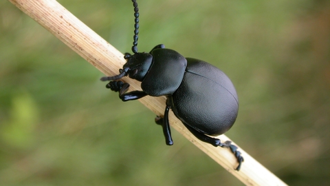 Bloody-nosed Beetle