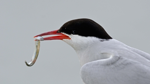 Arctic Tern