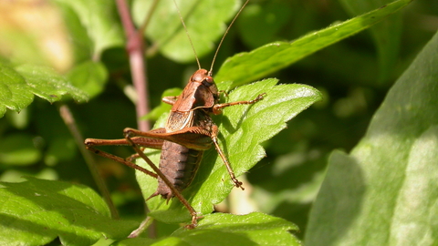 Dark Bush-cricket